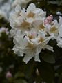 Rhododendron caucasicum-hybr Cuninghams White-1 Różanecznik